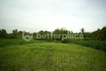Prime 1340 sqm Land in Beraban, Tabanan, Ideal for Investment
